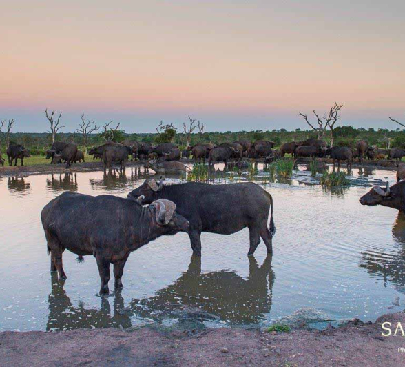 11Terry Ennever Buffalo 18218 Final