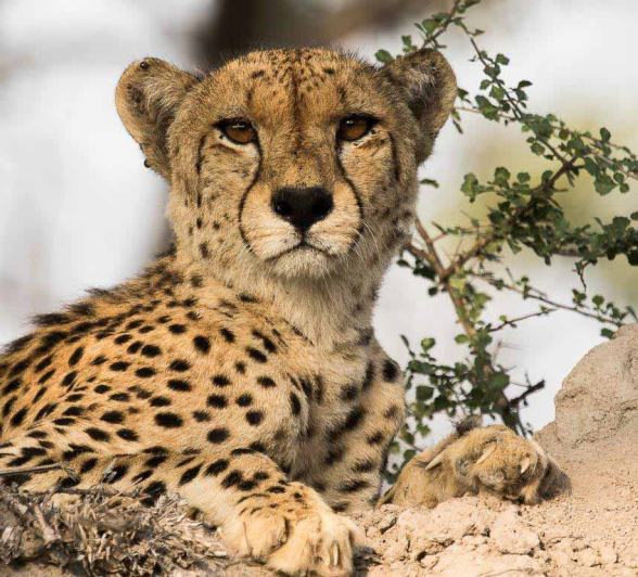 15Kevan Dobbie Cheetah 120318 4 15Kevan Dobbie Cheetah 120318 4