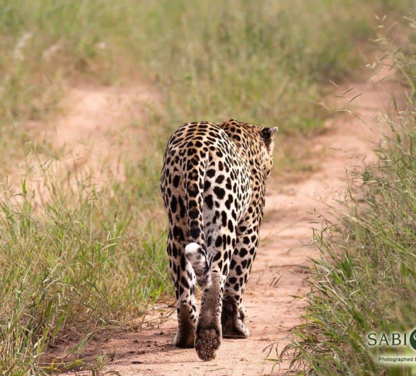 18Frederik Aucamp Xivonikele Leopard 03 03 2019 Final 18Frederik Aucamp Xivonikele Leopard 03 03 2019 Final