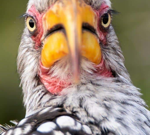 27Kevin Van Der Linde Southern Yellow Billed Hornbill 15042019 2 Final 27Kevin Van Der Linde Southern Yellow Billed Hornbill 15042019 2 Final