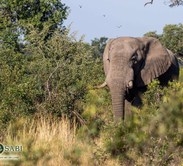 16Kevin Van Der Linde Elephant 02052019 4 Final