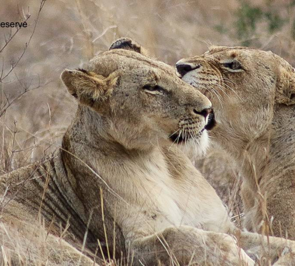 01Andries Ndlovu 031119 Mangelelioness 2 Final 01Andries Ndlovu 031119 Mangelelioness 2 Final