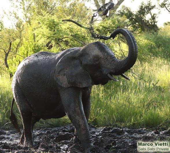 13Marco Vietti Mud Bath 180220  Final 13Marco Vietti Mud Bath 180220  Final