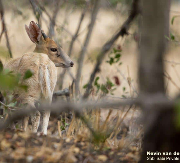 06Kevin Van Der Linde Albino Duiker 09102018 Final 06Kevin Van Der Linde Albino Duiker 09102018 Final