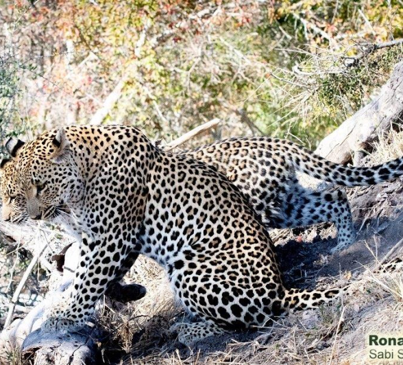 B12ronald Mutero Ntsumi And Cub 01082021 6 Final