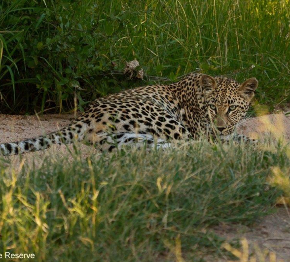 A25Amy Leigh Leopard Nsumis Cub 210122 Final