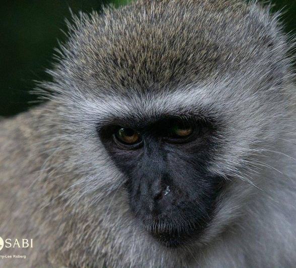 35Kerry Lee Roberg VervetLBC.1 Final