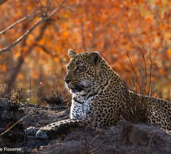 02andries Leopard.schotia 300620 3 Final 02andries Leopard.schotia 300620 3 Final