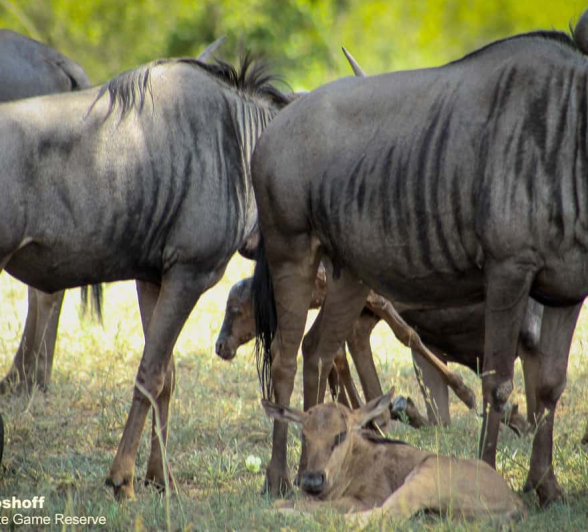 06Rebecca Boshoff Wildebeest Birth 6 10.12.2020 Final 06Rebecca Boshoff Wildebeest Birth 6 10.12.2020 Final