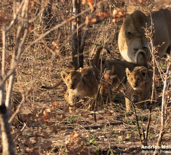 15andries Lions.styx 150621 2 FINAL 15andries Lions.styx 150621 2 FINAL