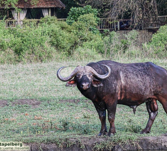 A26Coenraad Stapelberg Buffalo 091122 2 Final