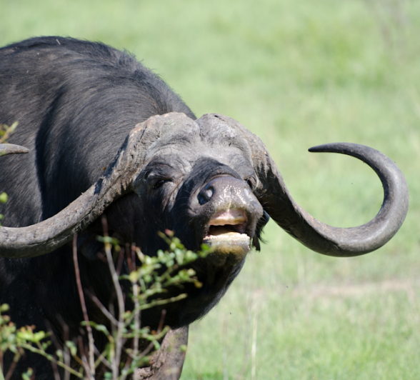 Buffalo Flehmen Buffalo Flehmen