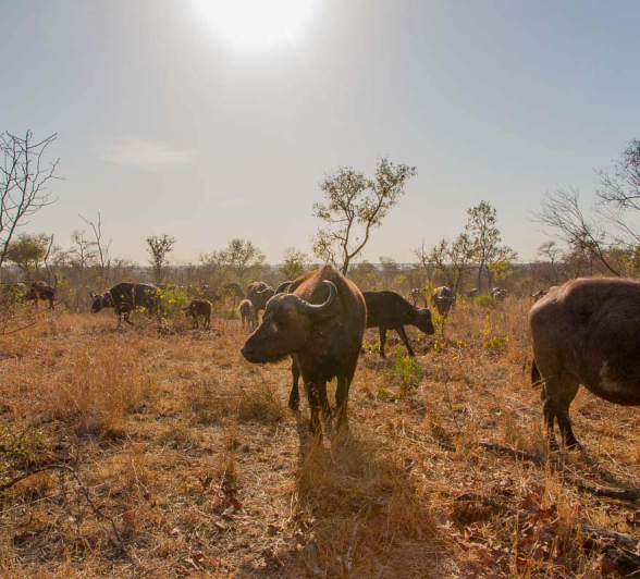 17Pravir Patel Buffalo01 17Pravir Patel Buffalo01