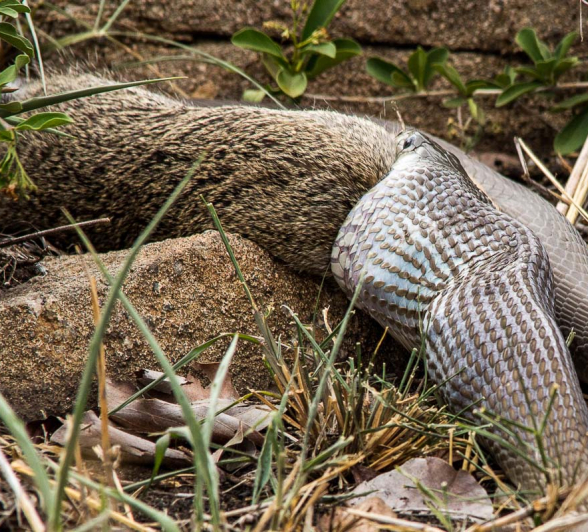 15Franscois Rosslee Mambakill3