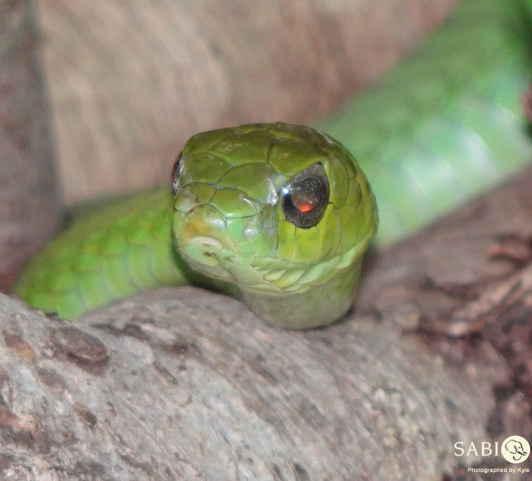 05Kruger Park December 2011 1103 Final