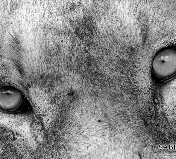 15Kyle Look Into My Eyes 4 Final 15Kyle Look Into My Eyes 4 Final