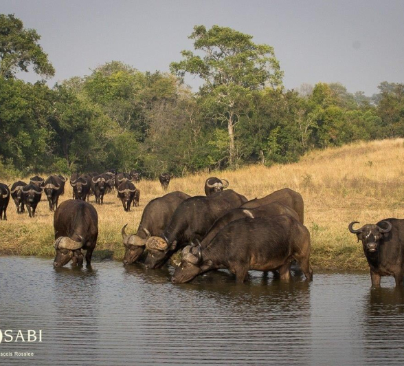 22Franscois Rosslee Buff 29052017 1 Final