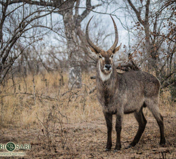 23Kevan Dobbie Waterbuck 2409 Final 23Kevan Dobbie Waterbuck 2409 Final