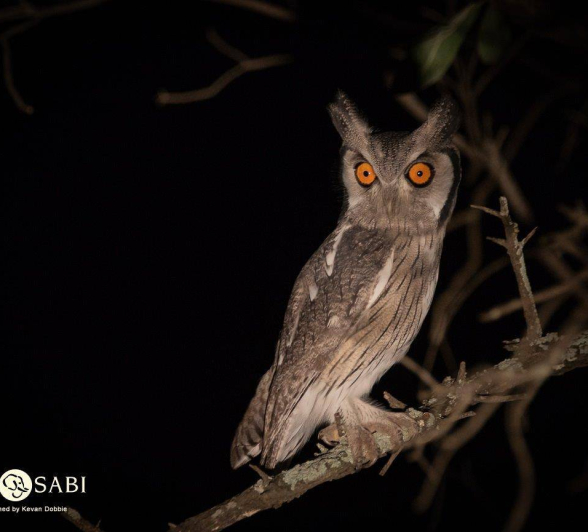 31Kevan Dobbie S W Faced Owl 190319 2 Final 31Kevan Dobbie S W Faced Owl 190319 2 Final