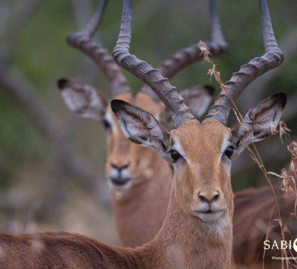 14Frederik Aucamp Impala Rams 11 08 2019 1 Final