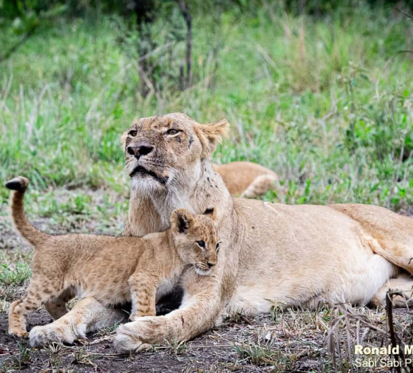 09ronald Mutero Sp And Cubs 27112020  9 Final