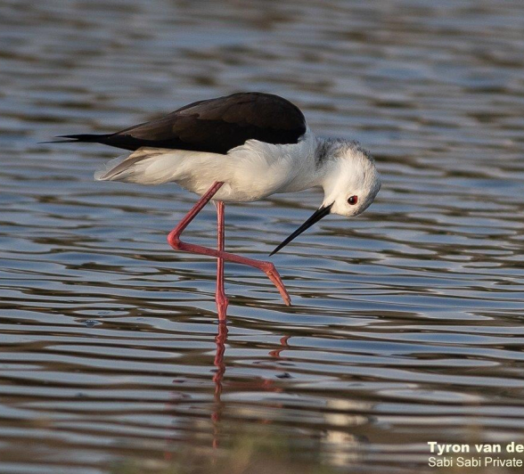 02Tyron Van Der Walt Black Winged Stilt 300720 2 Final