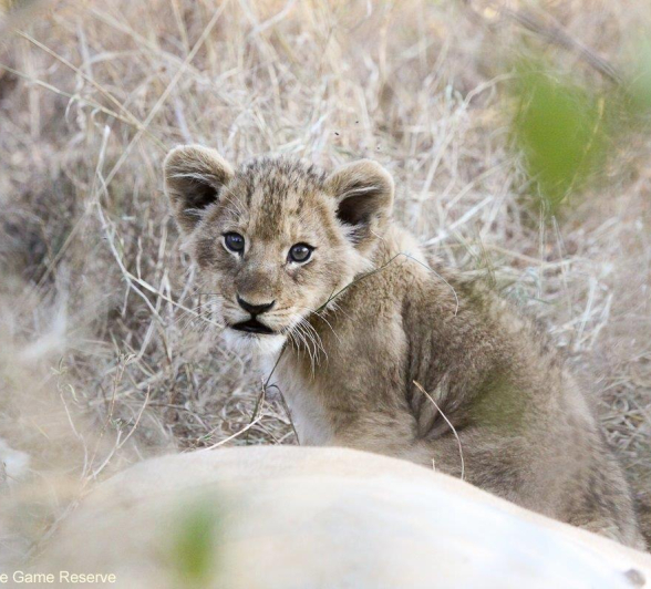 04Erin Herbst Styx Cubs 1 220521 Final