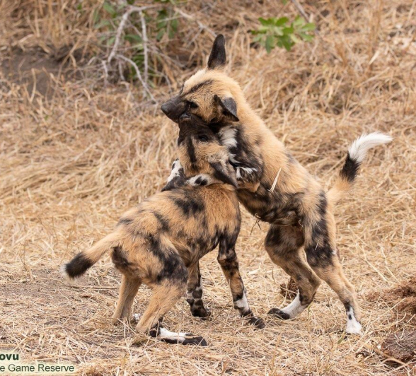 A13andries Wilddogs Blog 2 Final A13andries Wilddogs Blog 2 Final