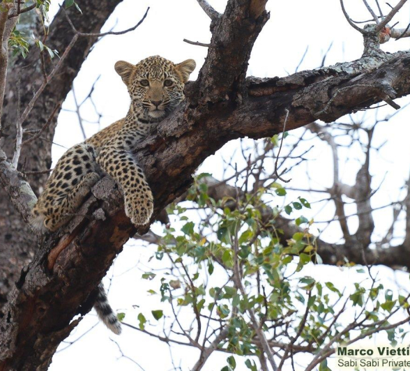 B07Marco Vietti Kigelia Cub 090921 Final