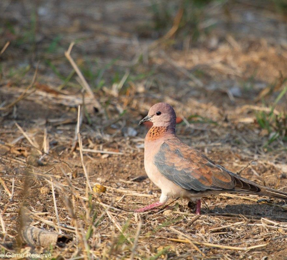 B10Amy Leigh Laughing Dove Below Fig 121121 Final B10Amy Leigh Laughing Dove Below Fig 121121 Final