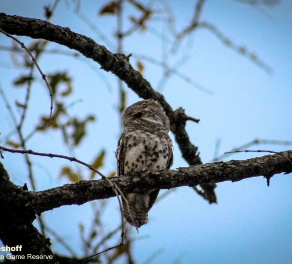 08Rebecca Boshoff Barred Owlet 8 29.10.2020 Final 08Rebecca Boshoff Barred Owlet 8 29.10.2020 Final