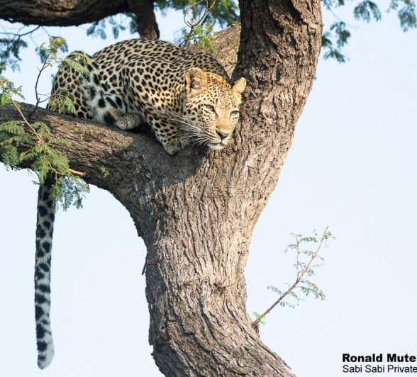 B02ronald Mutero Ntsumi 08042022  7 Final B02ronald Mutero Ntsumi 08042022  7 Final