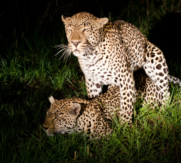 Leopards Mating 3
