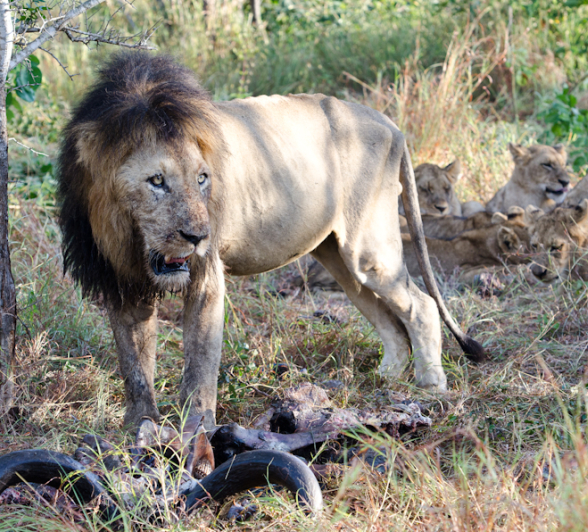 Southern Pride On Buff Kill 5 Southern Pride On Buff Kill 5