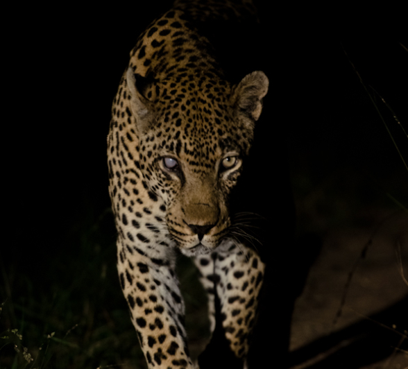 Sabi Sabi Super Sightings 4 2 Sabi Sabi Super Sightings 4 2