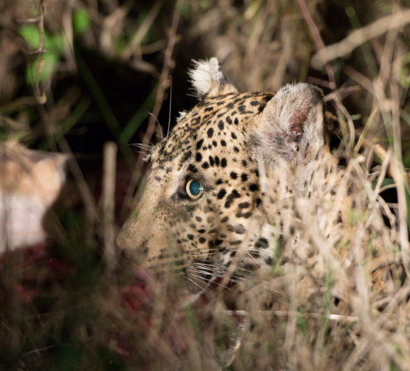 Nottins Bambas Nottins Bambas