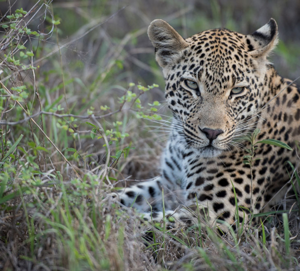 Mike Palmer Ndzilo 2 Mike Palmer Ndzilo 2