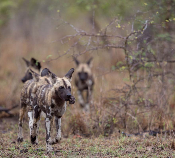 15Pravir Patel Wild Dog02 191115 15Pravir Patel Wild Dog02 191115