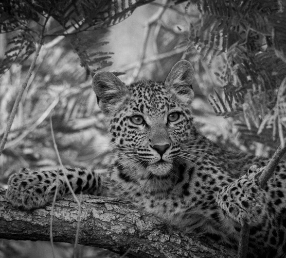 12Franscois Rosslee LBC2 1 Of 1