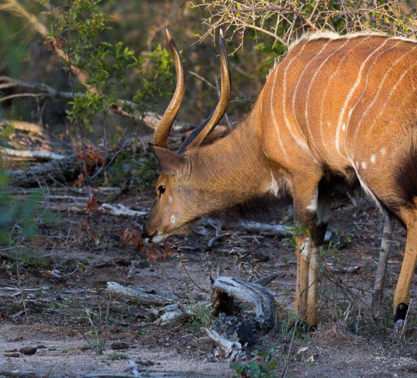 20Franscois Rosslee Nyala 4456 20Franscois Rosslee Nyala 4456