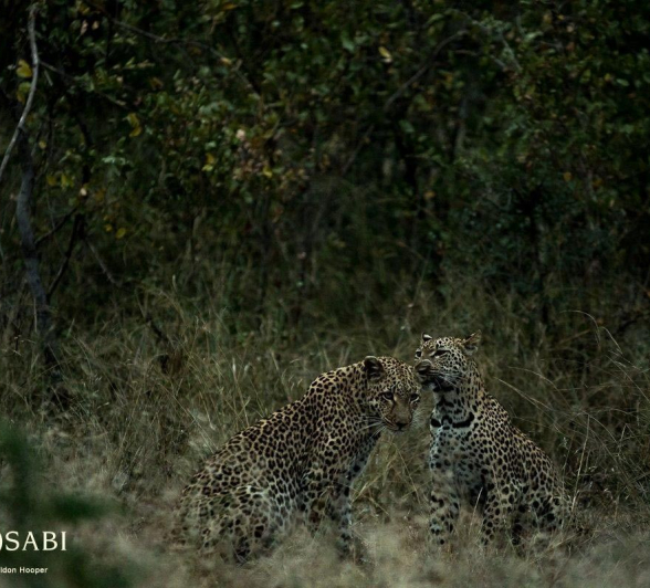 15Sheldon Hooper LBC Cub 13 05 17 4 Final
