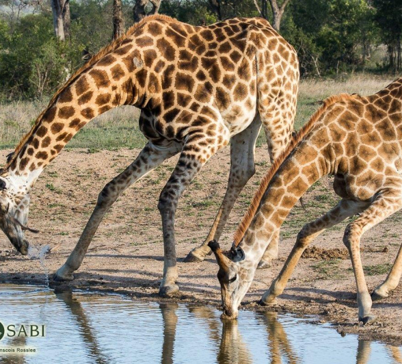 13Franscois Rosslee Giraffe 14122017 1 Final 13Franscois Rosslee Giraffe 14122017 1 Final