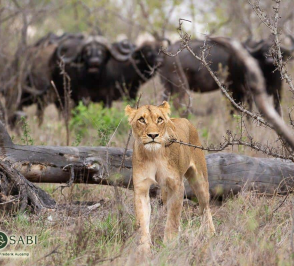 17Frederik Aucamp SP Lions And Buffalo 21 11 2018 1 Final