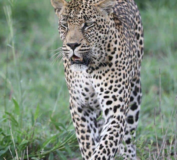 28Ally Ross 20190202 Nweti 02 Final