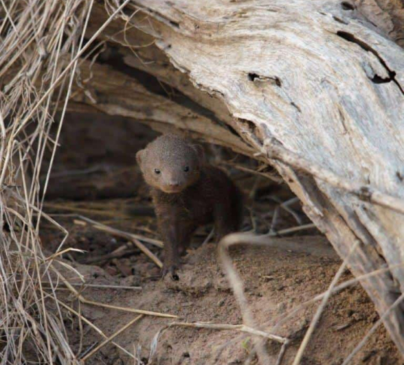 39Daniel Hitchings Dwarf Mongoose 2 Final 39Daniel Hitchings Dwarf Mongoose 2 Final