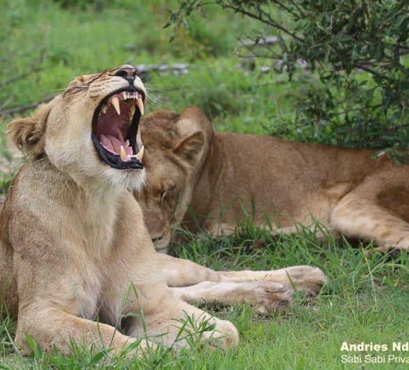 44andries Ndlovu Lionesses 21 12 19 Final 44andries Ndlovu Lionesses 21 12 19 Final