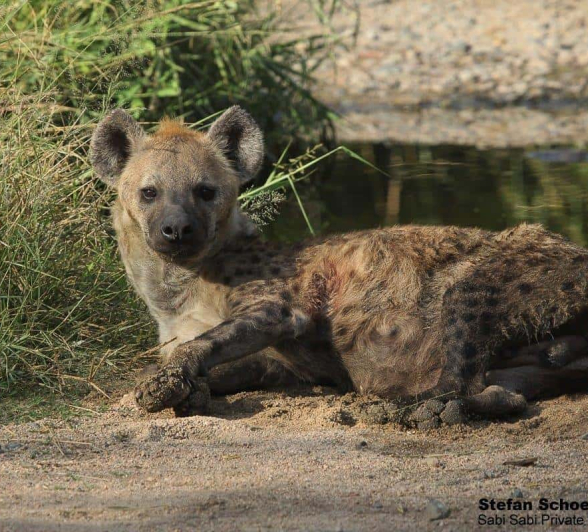 39Stefan Schoeman Hyena 23032020 2 Final 39Stefan Schoeman Hyena 23032020 2 Final