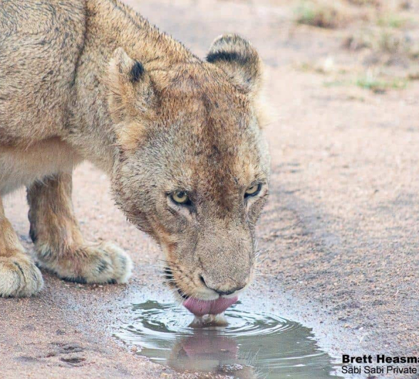 33Brett Heasman Unkown Pride 27032020 4 Final 33Brett Heasman Unkown Pride 27032020 4 Final