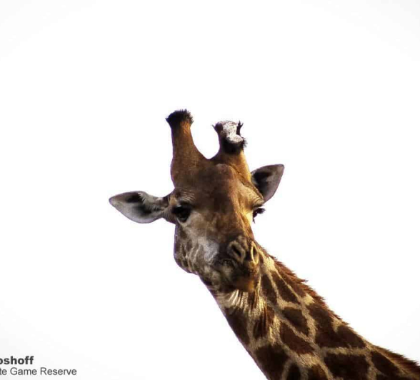 04Rebecca Boshoff Giraffe 2 Final 04Rebecca Boshoff Giraffe 2 Final