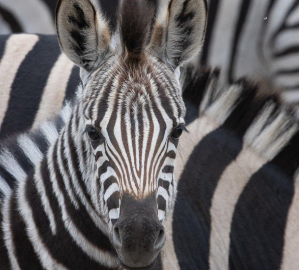 03Graeme Stewart Zebra 150721 Final 1